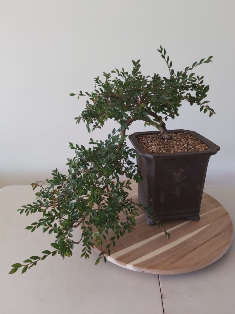 Bonsai tree - safety, quality, risk assessments & auditing services