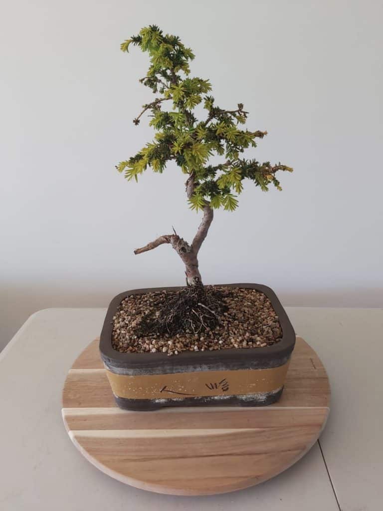 Bonsai tree - safety, quality, risk assessments & auditing services